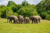 Minneriya National Park halfday Safari