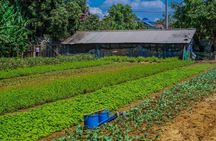 Siem Reap Half-Day Village & Local Life Bike Tour