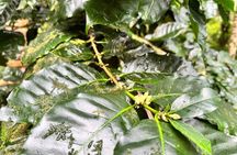 Cable Car and City Tour in Taino Bay & Amber Cove