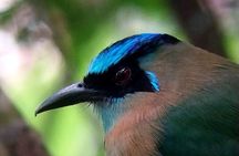 Monteverde Hanging Bridges Birdwatching Tour | Selvatura Park