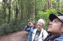 Monteverde Hanging Bridges Birdwatching Tour | Selvatura Park