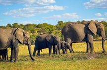 Victoria Falls Chobe Day Trip