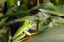 Guanacaste Wonders Sloths Waterfalls and Coffee