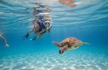San Juan Turtle Spotting Snorkel Adventure with Videos