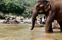 Smile Elephant Chiangmai (Half day Visit)