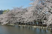 Ueno Park and Ameyoko Street Food Market Half Day Walking Tour