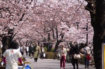 Ueno Park and Ameyoko Street Food Market Half Day Walking Tour