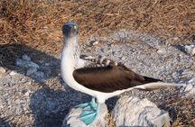 Sea bird at Marietas Island National park
