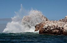 Sea bird at Marietas Island National park