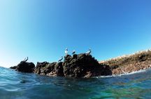 Sea bird at Marietas Island National park