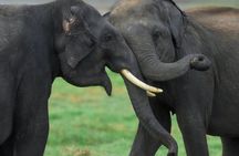 Wildlife Safari at Minneriya National Park See Majestic Elephants