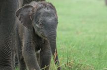 Wildlife Safari at Minneriya National Park See Majestic Elephants