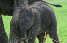 Wildlife Safari at Minneriya National Park See Majestic Elephants