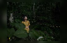 Iriomote Island Yaeyama Firefly Guided Night Tour March to May