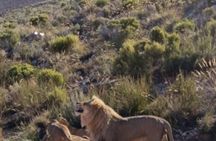 Africa Big 5 Safari Cape Town and Wine Tasting Private Full Day