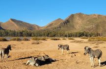 Africa Big 5 Safari Cape Town and Wine Tasting Private Full Day
