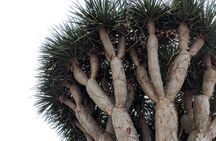 From North Tenerife: Teide, Icod, Garachico & Los Gigantes