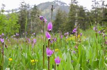 Juneau Alpine Segway Wilderness Trail Adventure