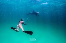 4 Hour Private Dolphin Cruise