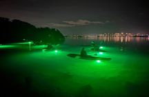 Sharkey's Glass Bottom Kayak Night Tour with Fish Feeding!