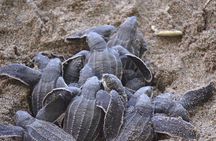 Matura Leatherback Eco-Experience