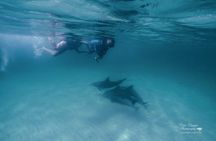 4 Hour Private Dolphin Cruise