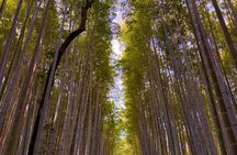 Kyoto Arashiyama Bamboo Forest Early Morning Tour
