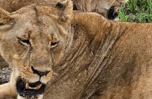 3 Days and 2 Nights Private Maasai Mara Safari