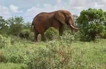 3 Days and 2 Nights Private Maasai Mara Safari