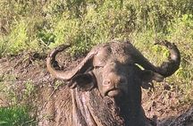 3 Days and 2 Nights Private Maasai Mara Safari