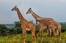 3 Days and 2 Nights Private Maasai Mara Safari