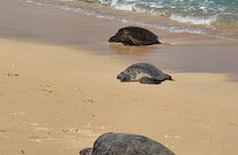 Full Day Small Group Tour of Maui Waterfall, Beach and Hana