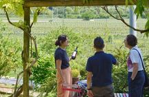 From Verona: trip into the world of Natural Wines & organic lunch