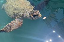 Zakynthos Turtle Tour Small Group Turtle Spotting & Turtle Island
