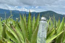 Organic Mezcal Experience in Oaxaca for a Day