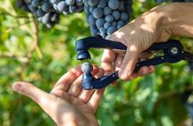 Amarone and Valpolicella Winery Tour with Transport from Verona