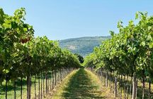 Amarone and Valpolicella Winery Tour with Transport from Verona