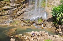 Scenic route and Rainforest Private Tour