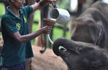 Udawalawe Elephant Safari & Transit Home visit All Inclusive
