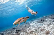 Turtle Snorkeling Mirissa: 100% Sighting Guarantee & Free GoPro