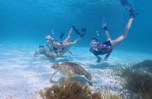 Turtle Snorkeling Mirissa: 100% Sighting Guarantee & Free GoPro