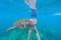 Turtle Snorkeling Mirissa: 100% Sighting Guarantee & Free GoPro