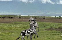 3-Days Mikumi Safari adventure from Zanzibar 