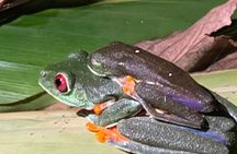 Night Walk in Puerto Viejo Limón CR Native Park