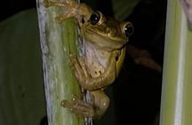 Night Walk in Puerto Viejo Limón CR Native Park