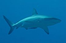 Scuba Diving Adventures in Rangiroa, French Polynesia