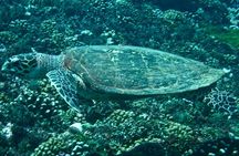 Scuba Diving Adventures in Rangiroa, French Polynesia