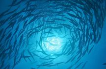 Scuba Diving Adventures in Rangiroa, French Polynesia