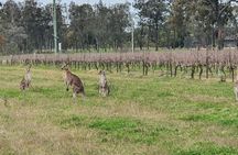 Hunter Valley Truly Private Wildlife and Wine Tour
