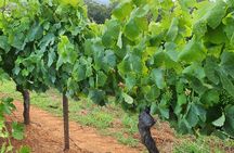 Hunter Valley Truly Private Wildlife and Wine Tour